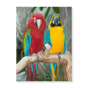 Boxed note cards: colorful birds