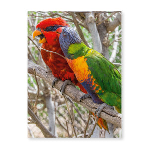 Boxed note cards: colorful birds