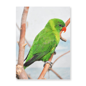 Boxed note cards: colorful birds