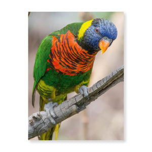 Boxed note cards: colorful birds